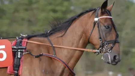 Guide för nybörjare inom travsport