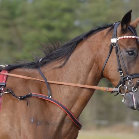 Guide för nybörjare inom travsport 