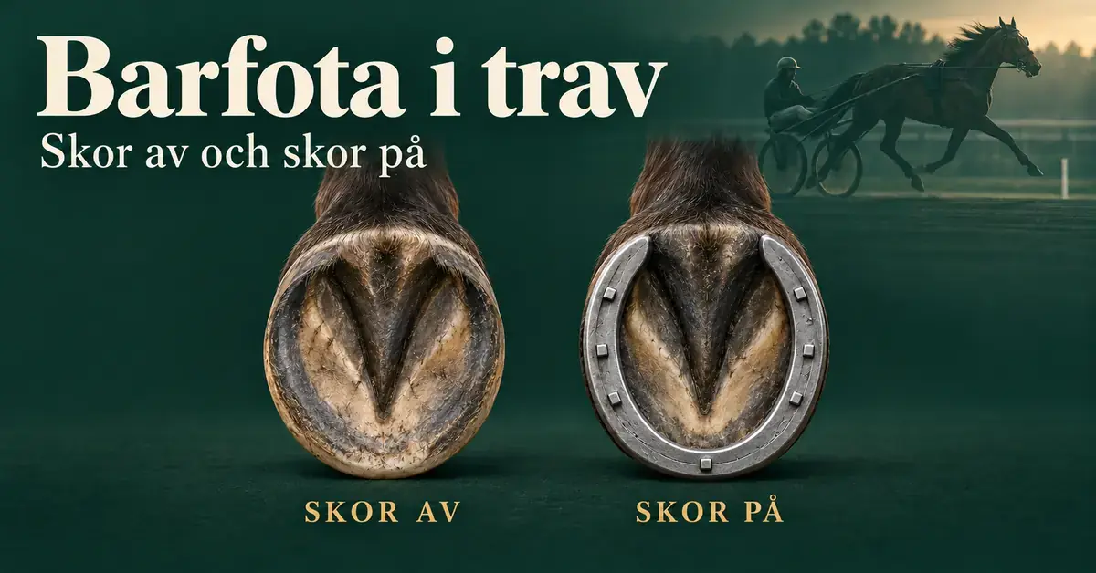 Illustration av en barfota hov och en hov med hästsko, märkta ”Skor av” och ”Skor på”, med en travhäst och sulky i bakgrunden.